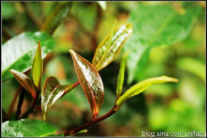 探索紫芽苞普洱茶：健益处与饮用建议