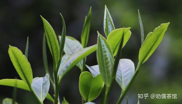 勐库西半山的茶叶与东半山的茶叶哪个好？