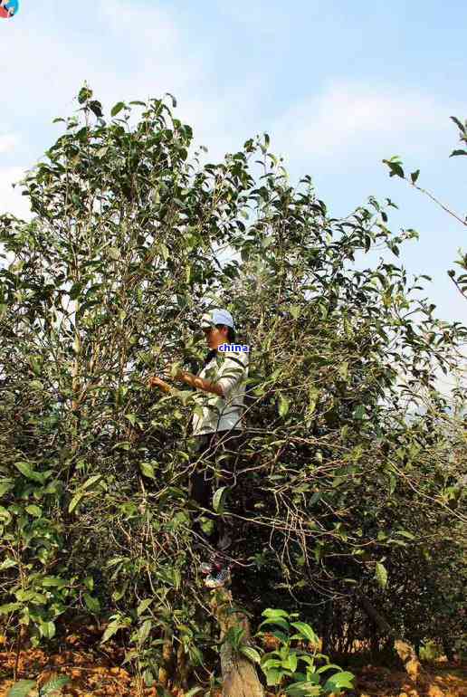 今年昔归古树茶春茶价格趋势分析报告