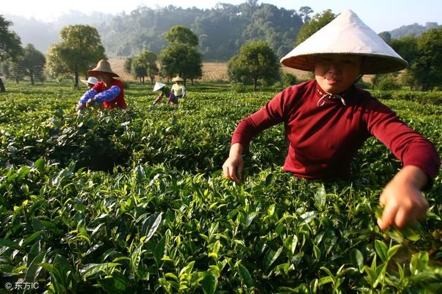 标题建议：n秋普洱茶采摘指南：时间选择与品质维护