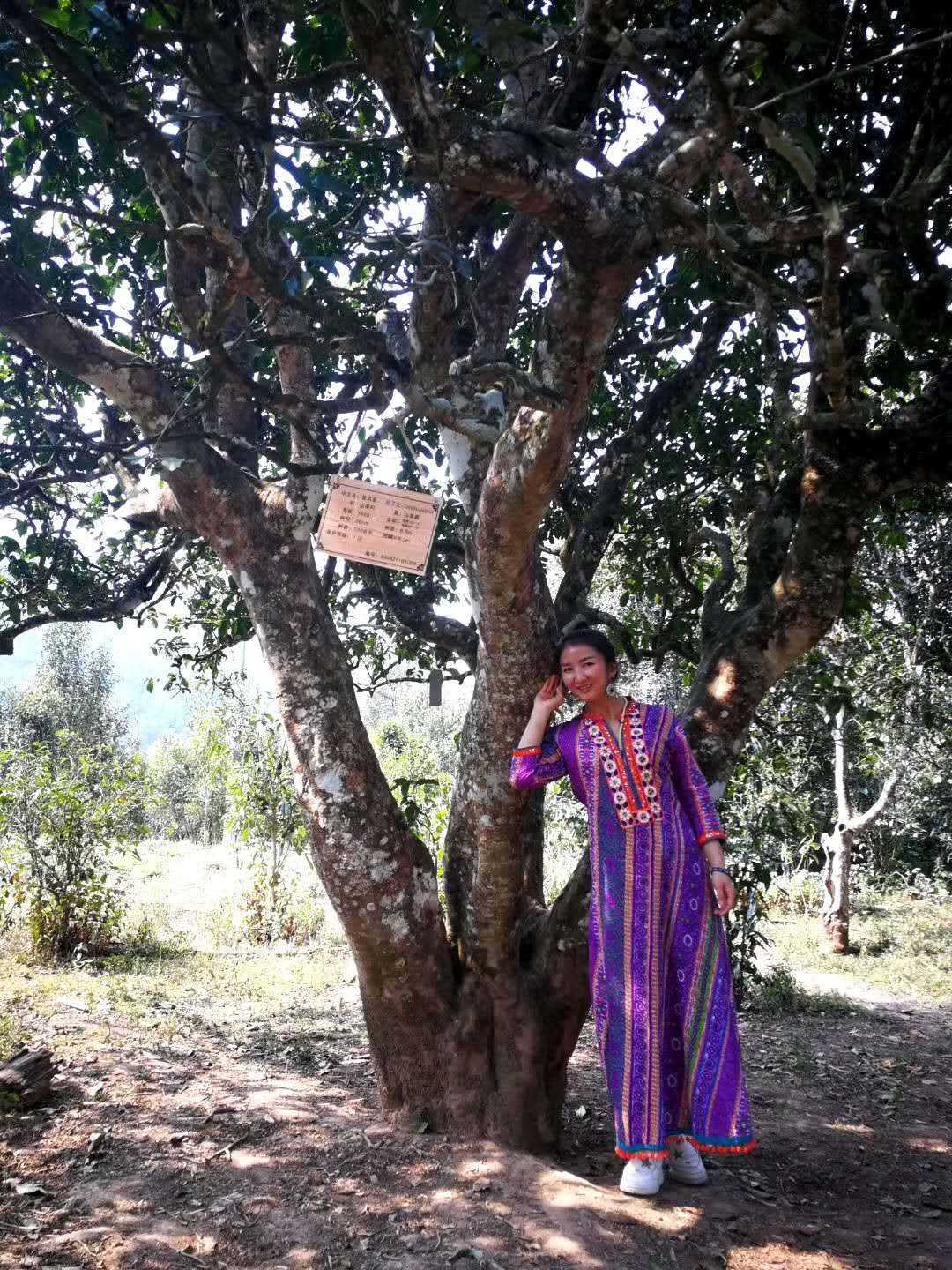 普洱古树茶口感如何