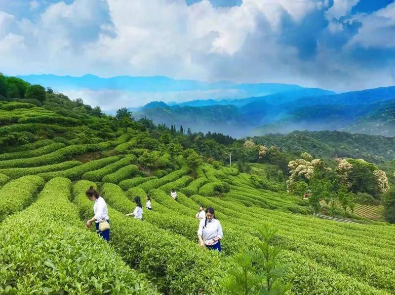 高原茶叶有哪些雅安藏茶工艺