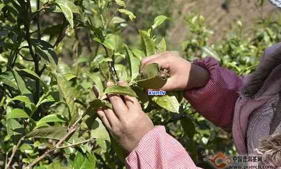 老班章茶园采摘指南：全面了解与实践篇