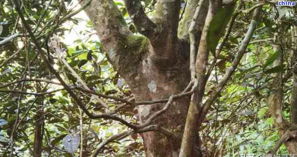 老班章小树茶价格及口感介绍