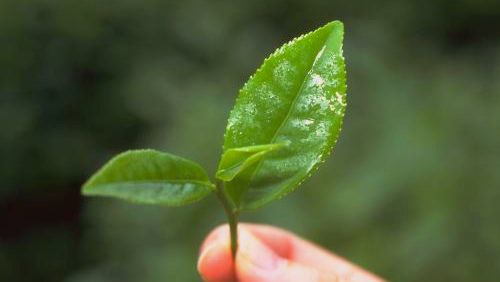 老班章古树茶小树茶