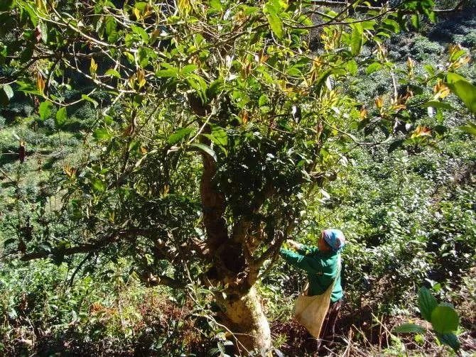 那罕古树茶特点介绍