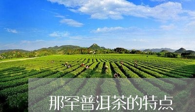 那罕古树茶特点