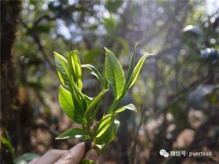 探索普洱茶芽头：揭秘其作为优质茶叶的多种用途与风味体验