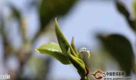 探索普洱茶芽头：揭秘其作为优质茶叶的多种用途与风味体验