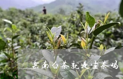 云南古树白茶属于生茶吗