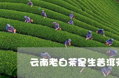 云南古树白茶属于生茶吗