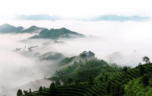 勐茶的产地：揭秘普洱茶中的勐名山