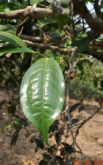 老班章茶哪里最正宗