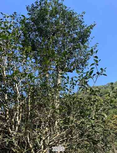 '薄荷塘普洱'茶山的探索与鉴