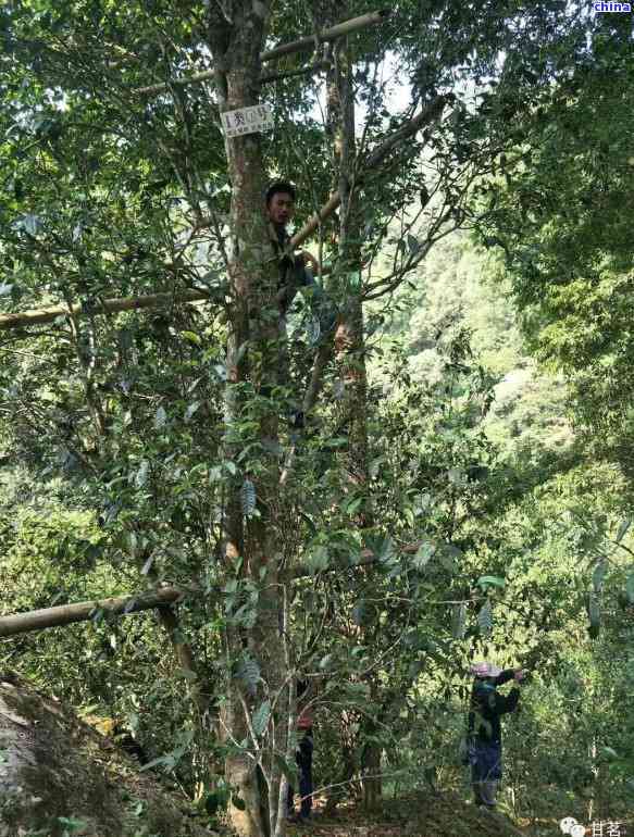 探索薄荷塘古树纯料普洱茶：价格、品质与购买指南