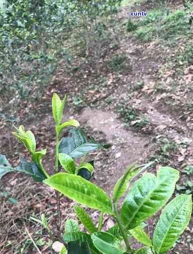 薄荷塘普洱茶是哪个寨子