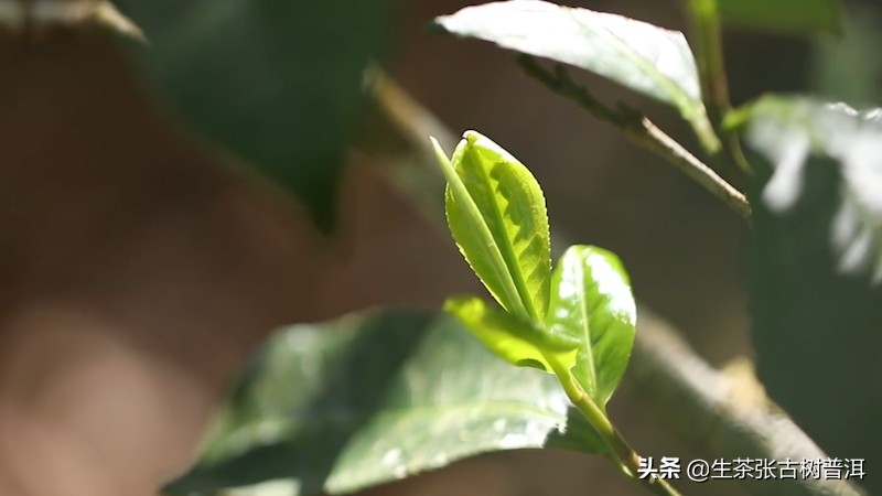 普洱茶口感怎么样算好