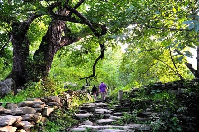 中国八大名山茶文化之旅：探索传统与现代交融的茶叶圣地