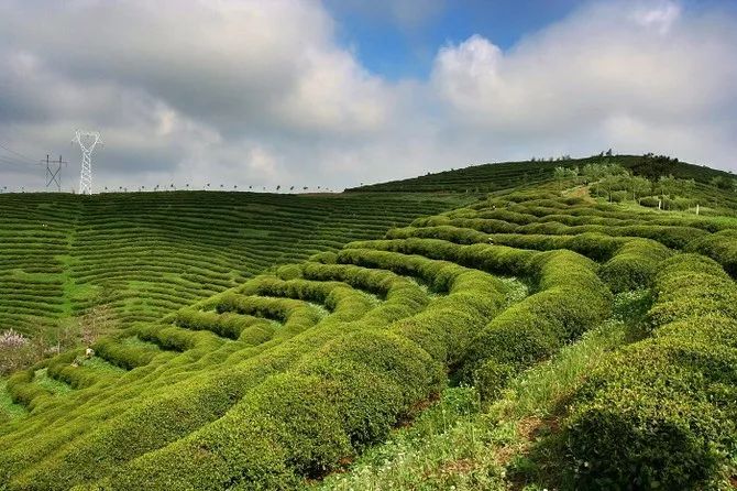 中国著名茶产区排名，2020年中国十大名茶产区名称及主要茶产区