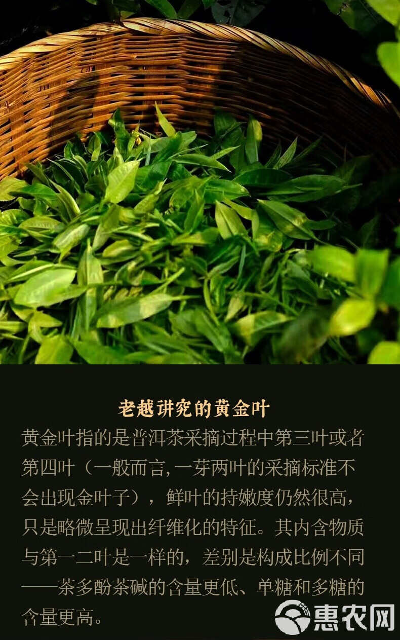 云南特色黄金叶茶价格及市场行情解析