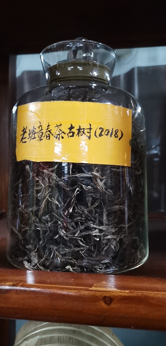 云南千年古树黄金叶普洱茶