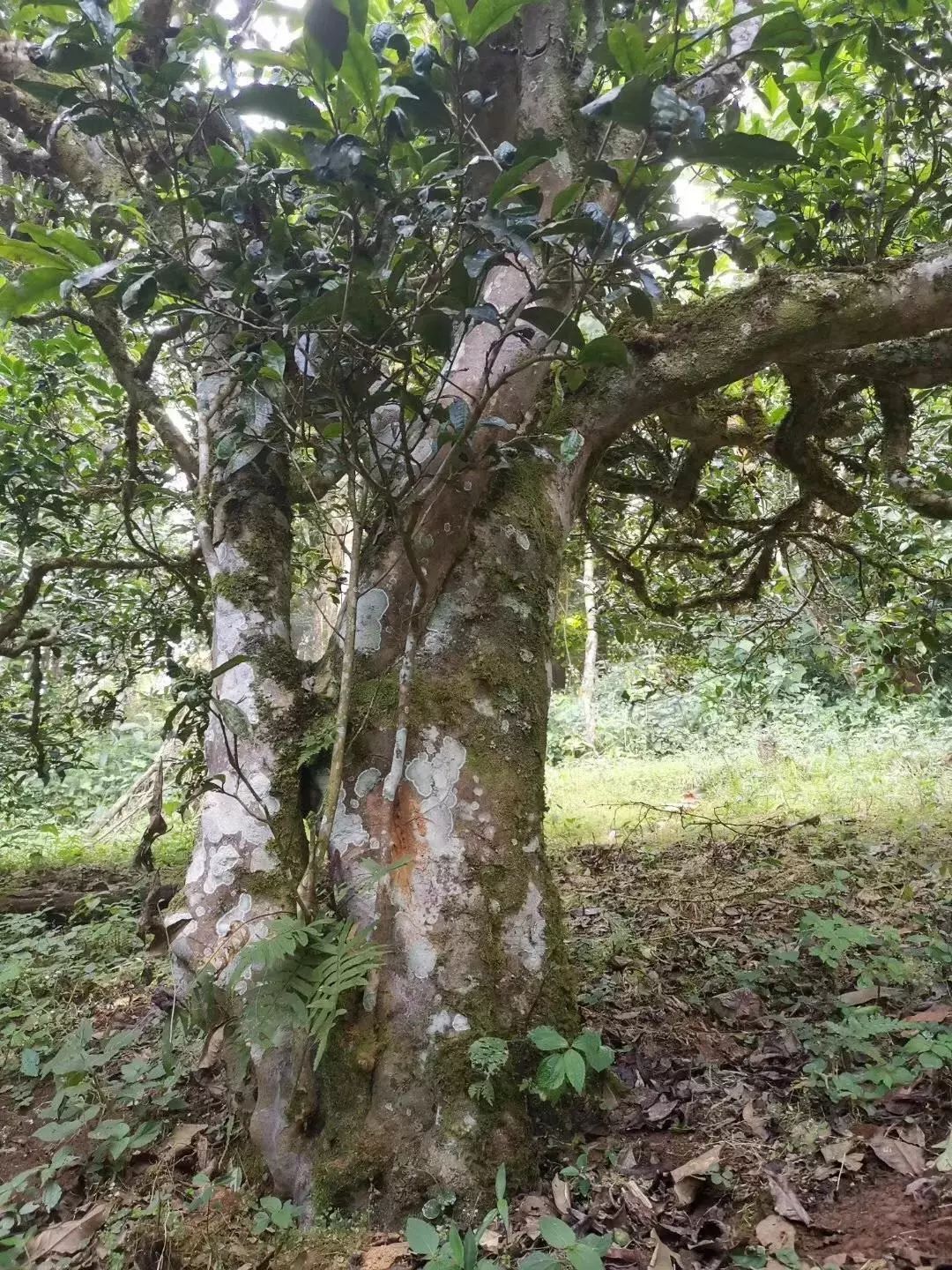 '云南南糯山古树茶价格行情分析与评估'