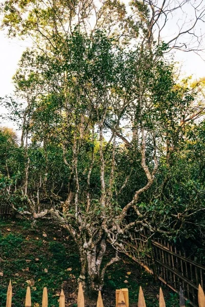 普洱茶南糯山古树