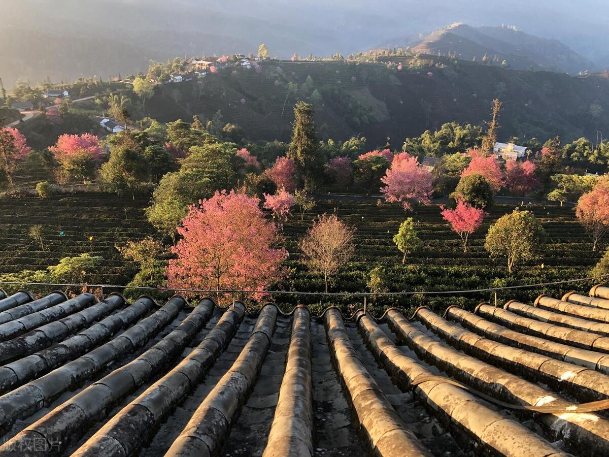 大理产的普洱茶品种与特点概览