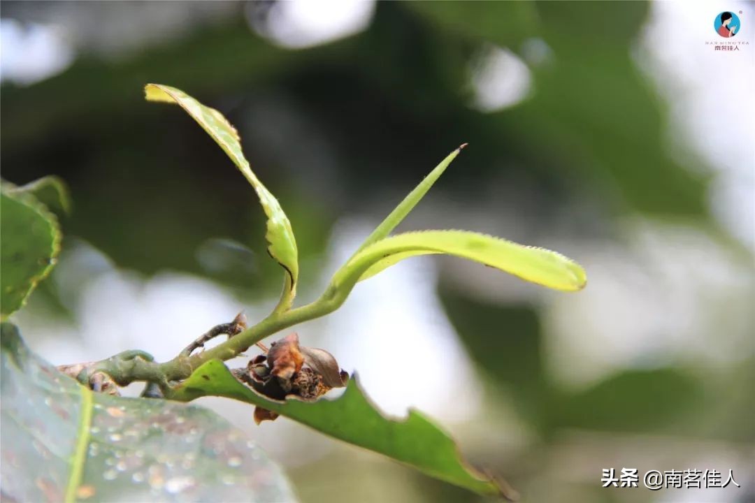 普洱茶喝多了是否不醉人？