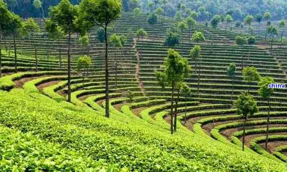 生态普洱茶深度解析：从种植到饮用的全方位指南