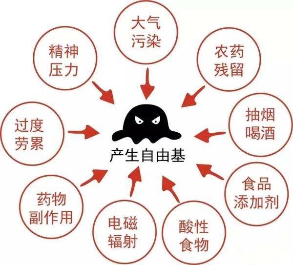 普洱茶：揭示其抗氧化特性及其对人体健的影响