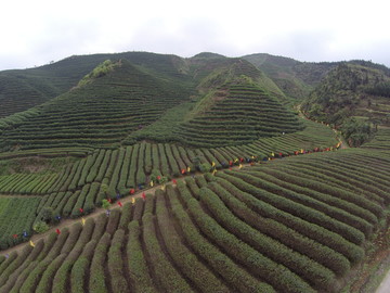 洞口县普洱茶产地地址