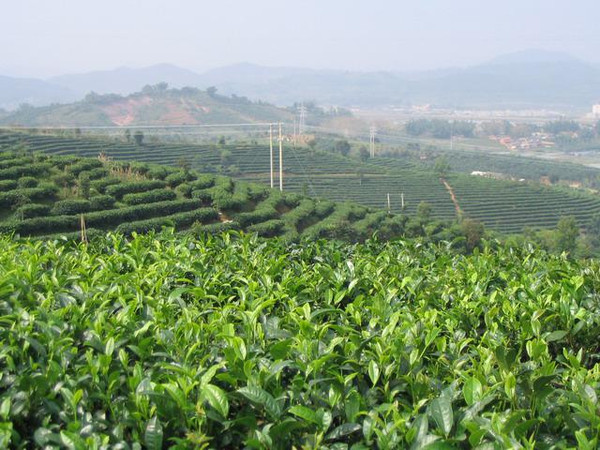 洞口县普洱茶产地地址