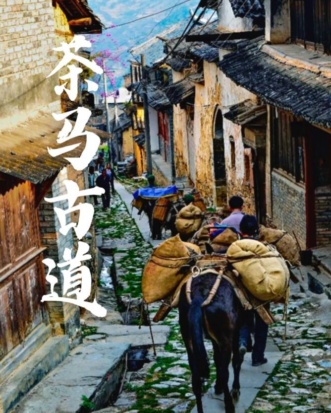 拉市海喝茶：探秘茶马古道，享受100元三盒茶叶的超值之旅