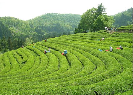 老曼普洱茶的风味特征及品鉴体验