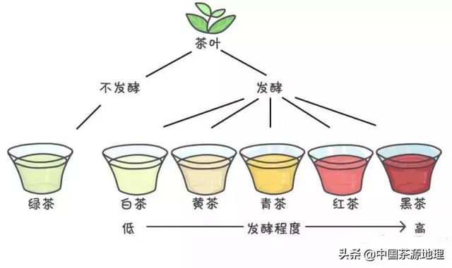 探索各种发酵茶的奥秘：从绿茶、红茶到乌龙茶和普洱茶的全面指南