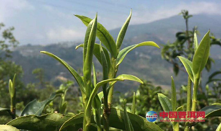 峨眉山雪芽茶的品鉴与历