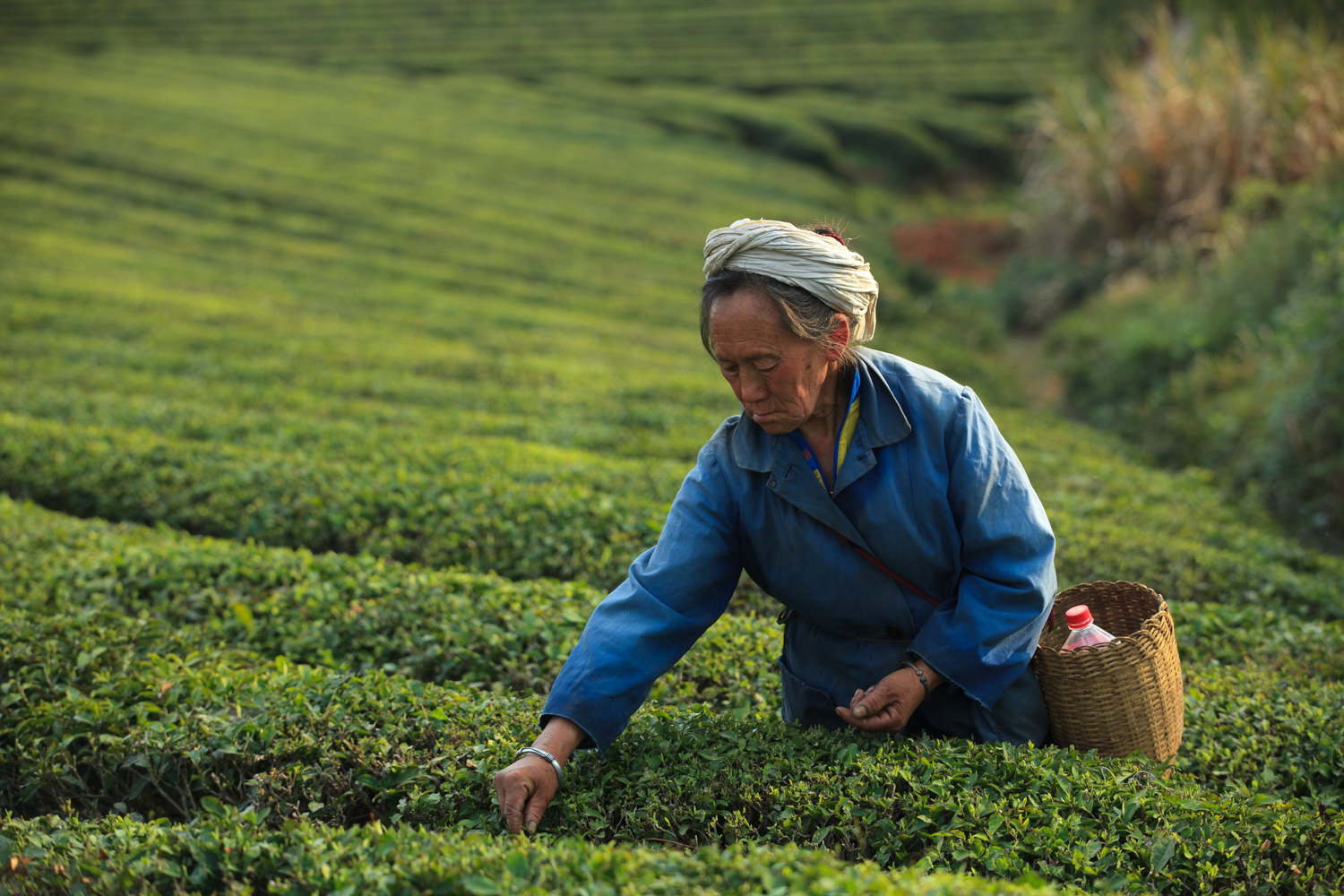 平常的茶叶属于什么垃圾分类