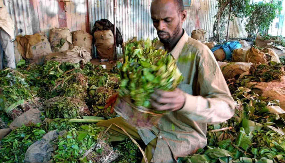 品尝茶叶：嚼食茶的益处与健影响