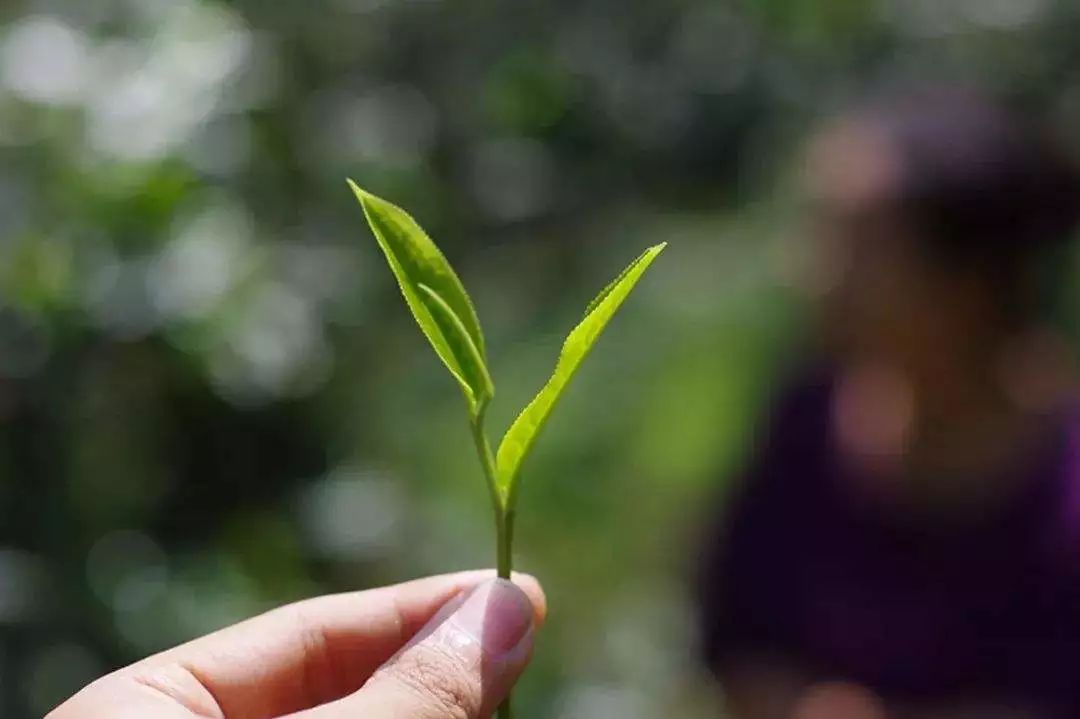 普洱古树茶的品鉴与冲泡指南