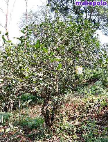 大青树普洱茶多少钱一斤？