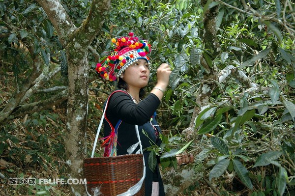 古树普洱茶深度解析：品种、鉴、文化与健功效