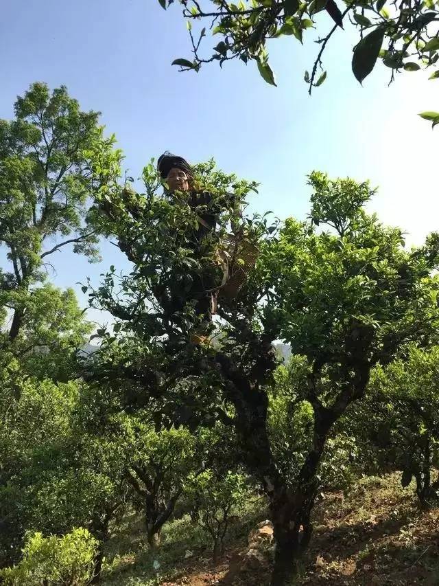 普洱古树茶名汇