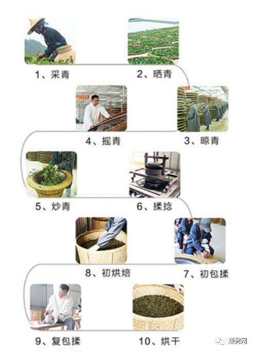 铁观音茶的熟制与生制比较研究