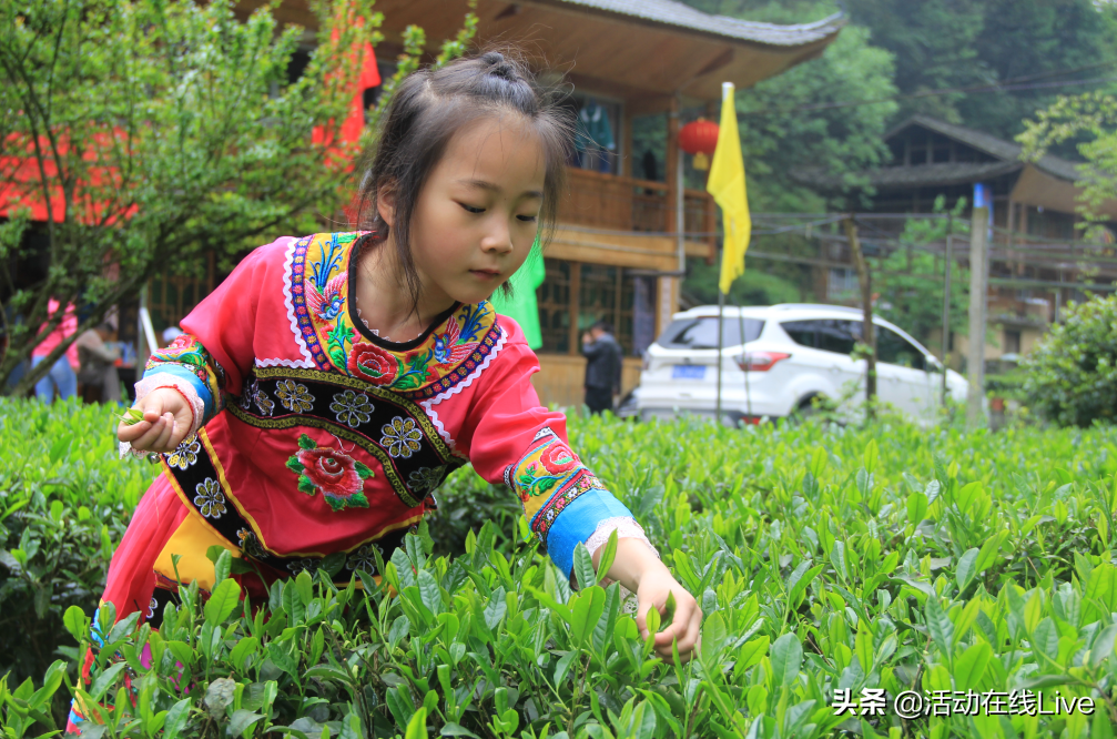 春露茶叶评测：全面了解春露茶叶的品质、特点及购买指南