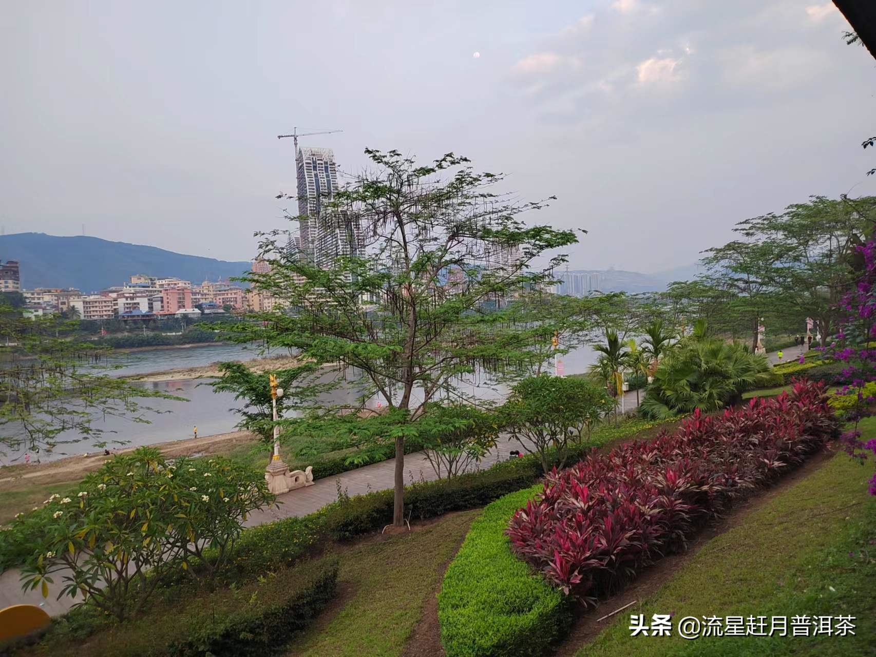 喝普洱茶对降低内脏脂肪的效果与机制研究