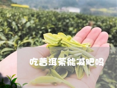 普洱茶与胖姐：健生活之选