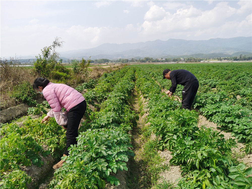 标题建议：【探索云南美食】发现云南的独特吃法——蝗虫宴