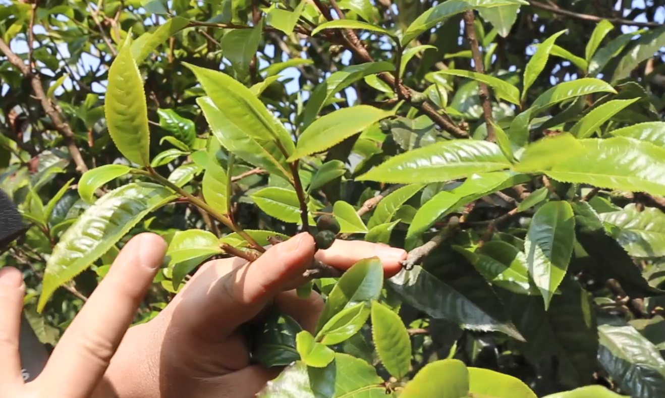 标题建议：【探索云南美食】发现云南的独特吃法——蝗虫宴