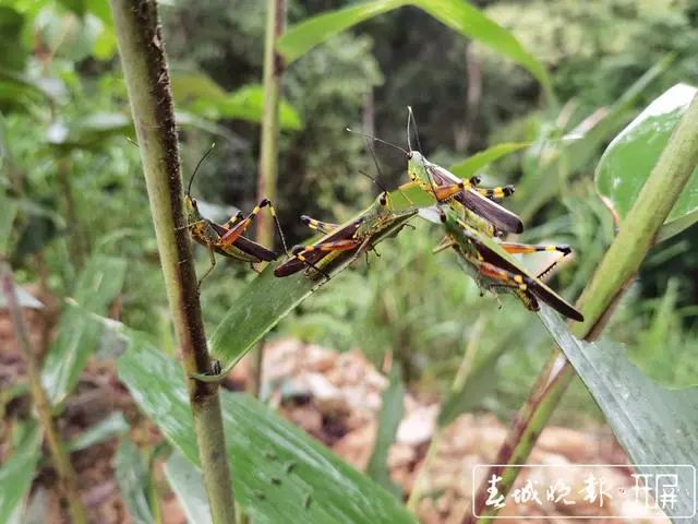 云南迎来蝗虫新入侵，专家紧急关注生态安全